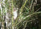 04 Bukit Lawang